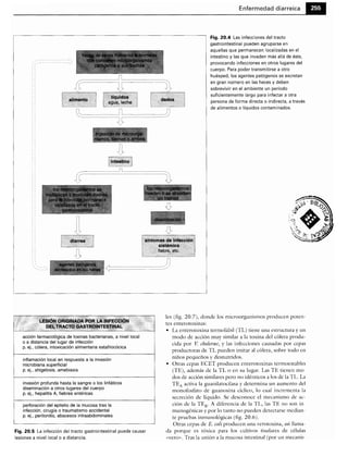 Microbiologia medica
