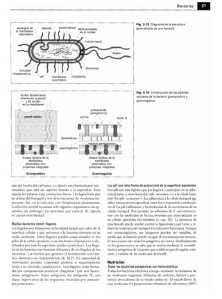 Microbiologia medica