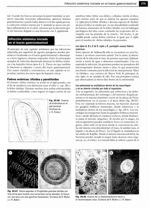Microbiologia medica