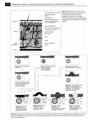Microbiologia medica