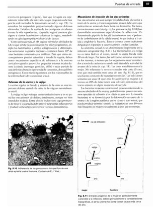 Microbiologia medica