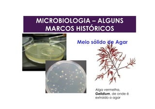 Alga vermelha,
Gelidium, de onde é
extraído o agar
Meio sólido de Agar
MICROBIOLOGIA – ALGUNS
MARCOS HISTÓRICOS
 