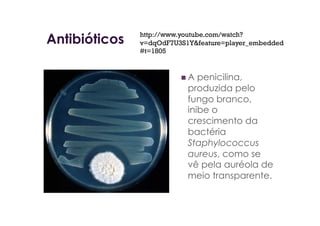 Antibióticos
 A penicilina,
produzida pelo
fungo branco,
inibe o
crescimento da
bactéria
Staphylococcus
aureus, como se
vê pela auréola de
meio transparente.
http://www.youtube.com/watch?
v=dqOdF7U3S1Y&feature=player_embedded
#t=1805
 