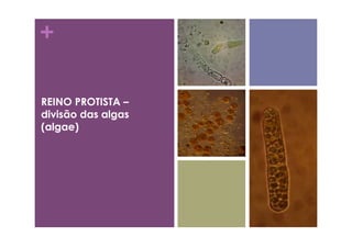 +
REINO PROTISTA –
divisão das algas
(algae)
 