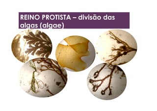REINO PROTISTA – divisão das
algas (algae)
 