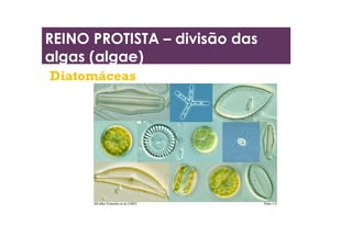 Diatomáceas
REINO PROTISTA – divisão das
algas (algae)
 