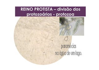 REINO PROTISTA – divisão dos
protozoários - protozoa
 