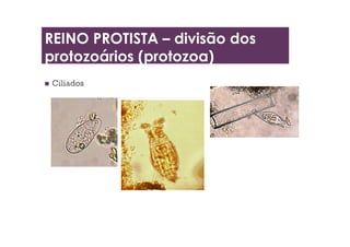  Ciliados
REINO PROTISTA – divisão dos
protozoários (protozoa)
 