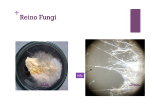 +
Reino Fungi
Hifa	
  
 