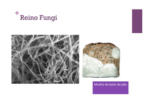 +
Reino Fungi
Micélio	
  de	
  bolor	
  do	
  pão	
  
 