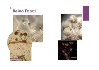 +
Reino Fungi
 