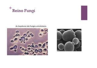 +
Reino Fungi
As	
  leveduras	
  são	
  fungos	
  unicelulares	
  
 