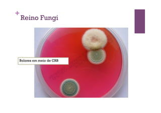 +
Reino Fungi
Bolores em meio de CRB
 