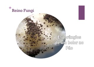 +
Reino Fungi
 