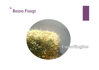 +
Reino Fungi
 