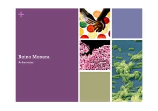 +
Reino Monera
As bactérias
 