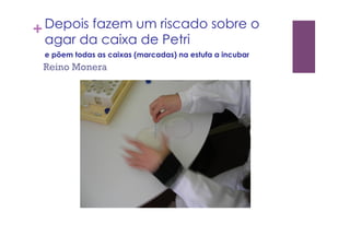 +Depois fazem um riscado sobre o
agar da caixa de Petri
e põem todas as caixas (marcadas) na estufa a incubar
Reino Monera
 