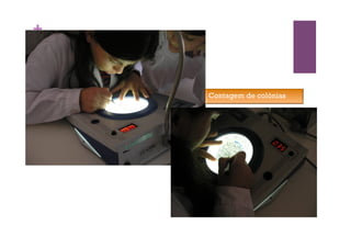 +
Contagem de colónias
 