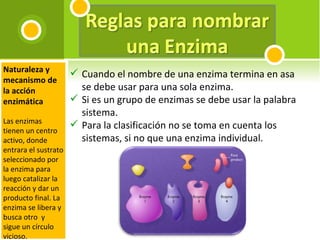 Cuando el nombre de una enzima termina en asa se debe usar para una sola enzima. Si es un grupo de enzimas se debe usar la palabra  sistema. Para la clasificación no se toma en cuenta los sistemas, si no que una enzima individual. Naturaleza y mecanismo de la acción enzimática Las enzimas tienen un centro activo, donde entrara el sustrato seleccionado por la enzima para luego catalizar la reacción y dar un producto final. La enzima se libera y busca otro  y sigue un círculo vicioso.  