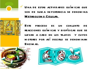 Una de estas actividades químicas que son de suma importancia se denomina  Metabolismo Celular.  Este proceso es un conjunto de reacciones químicas y biofísicas que se llevan a cabo en los tejidos  y cuyos motores por así decirlo se denominan Enzimas.  