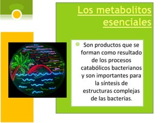 Son productos que se forman como resultado de los procesos catabólicos bacterianos y son importantes para la síntesis de estructuras complejas de las bacterias . 