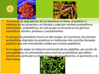   El proceso de degradación de las proteínas se llama  proteólisis o hidrolisis de las proteínas y es llevado a cabo por enzimas proteolíticas exocelulares. proteolíticas, en este grupo se encuentran los géneros clostridium, bacillus, proteaus y pseudonomas. El proceso de proteólisis ocurre en dos etapas: en la primera, las enzimas proteolíticas degradan las proteínas en moléculas más sencillas llamadas péptidos que son aminoácidos unidos por enlaces peptídicos En la segunda etapa se realiza la conversión de los péptidos, por acción de una peptidasa, en aminoácidos otras enzimas proteolíticas que deben tenerse en cuenta por su importancia, son: la cadaverina, la putrescina y la hialunidasa. 