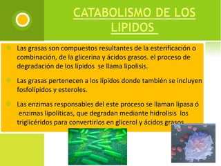 Las grasas son compuestos resultantes de la esterificación o combinación, de la glicerina y ácidos grasos. el proceso de degradación de los lípidos  se llama lipolisis.  Las grasas pertenecen a los lípidos donde también se incluyen fosfolípidos y esteroles.  Las enzimas responsables del este proceso se llaman lipasa ó  enzimas lipolíticas, que degradan mediante hidrolisis  los triglicéridos para convertirlos en glicerol y ácidos grasos.  