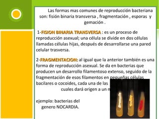          Las formas mas comunes de reproducción bacteriana son: fisión binaria transversa , fragmentación , esporas  y gemación .    1- FISION BINARIA TRANSVERSA   : es un proceso de reproducción asexual; una célula se divide en dos células llamadas células hijas, después de desarrollarse una pared celular trasversa. 2- FRAGMENTACION:  al igual que la anterior también es una forma de reproducción asexual. Se da en bacterias que producen un desarrollo filamentoso extenso, seguido de la fragmentación de esos filamentos en pequeñas células bacilares o cocoides, cada una de las  cuales dará origen a un nuevo  desarrollo. ejemplo: bacterias del  genero NOCARDIA. 