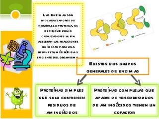 Existen dos grupos generales de enzimas Las   Enzimas   son biocatalizadores de naturaleza proteica, es decir que como catalizadores al fin aceleran las reacciones químicas para una respuesta más rápida y eficiente del organismo. Proteínas simples que solo contienen residuos de aminoácidos Proteínas complejas que aparte de tener residuos de aminoácidos tienen un cofactor 