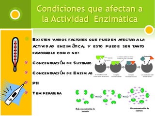 Existen varios factores que pueden afectar a la actividad enzimática, y esto puede ser tanto favorable como no:  Concentración de Sustrato Concentración de Enzimas PH Temperatura 