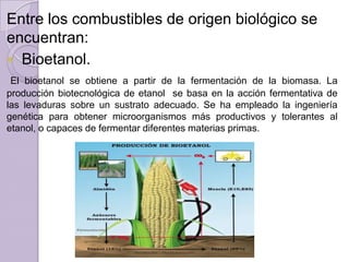 Entre los combustibles de origen biológico se
encuentran:
 Bioetanol.
El bioetanol se obtiene a partir de la fermentación de la biomasa. La
producción biotecnológica de etanol se basa en la acción fermentativa de
las levaduras sobre un sustrato adecuado. Se ha empleado la ingeniería
genética para obtener microorganismos más productivos y tolerantes al
etanol, o capaces de fermentar diferentes materias primas.

 
