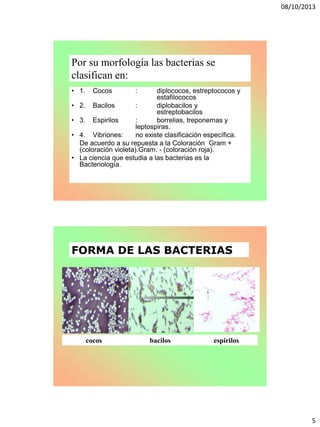 08/10/2013
5
Por su morfología las bacterias se
clasifican en:
• 1. Cocos : diplococos, estreptococos y
estafilococos
• 2. Bacilos : diplobacilos y
estreptobacilos
• 3. Espirilos : borrelias, treponemas y
leptospiras.
• 4. Vibriones: no existe clasificación específica.
De acuerdo a su repuesta a la Coloración Gram +
(coloración violeta).Gram. - (coloración roja).
• La ciencia que estudia a las bacterias es la
Bacteriología.
cocos bacilos espirilos
FORMA DE LAS BACTERIAS
 