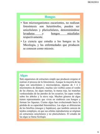 08/10/2013
6
Hongos
• Son microorganismos eucariontes, no realizan
fotosíntesis son heterótrofos, pueden ser
unicelulares y pluricelulares, denominándose
levaduras y hongos miceliales
respectivamente.
• La ciencia que estudia a los hongos es la
Micologia, y las enfermedades que producen
se conocen como micosis.
Algas
Son organismos de estructura simple que producen oxígeno al
realizar el proceso de la fotosíntesis. Aunque la mayoría de las
algas son unicelulares y microscópicas, algunas de 1 ó 2
micrómetros de diámetro, muchas son visibles como el verdín
de las charcas, las algas marinas, la marea roja, las manchas
verdeazuladas de las paredes de los acuarios, las capas verdes
sobre los árboles y la nieve roja. Muchos géneros de algas
tienen representantes que viven en simbiosis con hongos y
forman los líquenes. Ciertas algas han evolucionado hacia la
pérdida de su capacidad fotosintética. Las algas se diferencian
de los briofitos (musgos y hepáticas), que también carecen de
tejidos complejos, en que sus células reproductoras se originan
en estructuras unicelulares y no pluricelulares. El estudio de
las algas se llama ficología
 