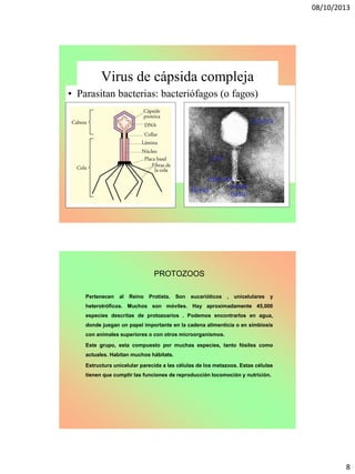08/10/2013
8
Virus de cápsida compleja
• Parasitan bacterias: bacteriófagos (o fagos)
cabeza
cola
placa
basal
fibras
espinas
PROTOZOOS
Pertenecen al Reino Protista. Son eucarióticos , unicelulares y
heterotróficos. Muchos son móviles. Hay aproximadamente 45,000
especies descritas de protozoarios . Podemos encontrarlos en agua,
donde juegan un papel importante en la cadena alimenticia o en simbiosis
con animales superiores o con otros microorganismos.
Este grupo, esta compuesto por muchas especies, tanto fósiles como
actuales. Habitan muchos hábitats.
Estructura unicelular parecida a las células de los metazoos. Estas células
tienen que cumplir las funciones de reproducción locomoción y nutrición.
 