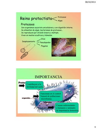 08/10/2013
9
Reino protoctista
Protozoos:
Son organismos eucariota unicelulares y con digestión interna.
Se alimentan de algas, bacterianas de protozoos...
Se reproducen por división binaria o múltiple.
Viven en medios acuáticos y húmedos.
Protozoos
Algas
Pseudopodos
Cilios
Flagelos
Desplazamiento
IMPORTANCIA
Contribuyen a la
fertilidad del suelo.
Funcionan en el control
Natural de poblaciones
microbianas.
Causan enfermedades
a humanos y animales
de importancia domestica.
 