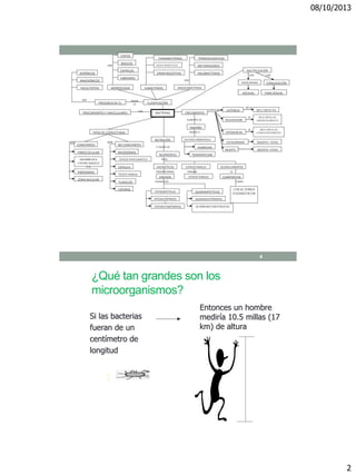08/10/2013
2
AERÓBICAS
ANAERÓBICOS
FACULTATIVA
COCOS
BACILOS
ESPIRILOS
VIBRIONES
MORFOLOGÍA
CIANOBACTERIAS
GRAN POSITIVAS
GRAN NEGATIVAS
EUBACTERIAS ARQUEOBACTERIAS
CLASIFICACIÓNPRESENCIA DE O2
PROCARIONTESY UNICELULARES BACTERIAS CRECIMIENTO
LATENCIA MULTIPLICAN
TIPOS DE ESTRUCTURAS
CONSTANTES NO CONSTANTES
ZONA NUCLEAR
MESOSOMAS
NUTRICIÓN
TAMAÑO
NUTRIENTES
ENERGÉTICOS ESTRUCTURALES OLIGOELEMENTOS
COFACTORES
ENZIMÁTICOS
ENERGÍA COMPORTANESTRUCTURALES
TERMOACIDOFILOS
METANOGENOS
HALOBACTERIAS
MULTIPLICAN
GRADUALMENTE
MULTIPLICAN
CONSTANTEMENTE
MUERTA = VIVAS
ACELERACIÓN
EXPONENCIAL
ESTACIONARIA
PARED CELULAR
MEMBRANA
CITOPLASMÁTI
CA
RIBOSOMAS
ESPACIO PERIPLASMÁTICO
CAPSULA
PILISO FIMBRIAS
FLAGELOS
ESPORAS
FACTORES AMBIENTALES
HUMEDAD
TEMPERATURA
FOTOSINTÉTICAS
FOTOAUTÓTROFO
S
FOTOHETERÓTROFOS
QUIMISINTETICAS
QUIMIOAUTÓTROFAS
QUIMIOHETERÓTROFAS
CONJUGACIÓN
PARA SEXUAL
MULTIPLICACIÓN
FISIÓN BINARIA
ASEXUAL
MUERTA VIVASMUERTE
SON
SON SON
SON
A TRAVÉS DE
TIPOS
PROPORCIONAN FORMAN
PUEDEN SER
SE
COMO
SEGÚN
LA
SON
SON
POR POR
NO SE
ETAPAS DE
SE
SE
AUMENTO DE
DEBIDO A
¿Qué tan grandes son los
microorganismos?
4
Si las bacterias
fueran de un
centímetro de
longitud
Entonces un hombre
mediría 10.5 millas (17
km) de altura
 
