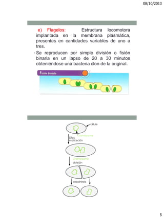 08/10/2013
5
e) Flagelos: Estructura locomotora
implantada en la membrana plasmática,
presentes en cantidades variables de uno a
tres.
• Se reproducen por simple división o fisión
binaria en un lapso de 20 a 30 minutos
obteniéndose una bacteria clon de la original.
 