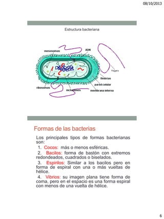 08/10/2013
6
Estructura bacteriana
Formas de las bacterias
Los principales tipos de formas bacterianas
son:
1. Cocos: más o menos esféricas.
2. Bacilos: forma de bastón con extremos
redondeados, cuadrados o biselados.
3. Espirilos: Similar a los bacilos pero en
forma de espiral con una o más vueltas de
hélice.
4. Vibrios: su imagen plana tiene forma de
coma, pero en el espacio es una forma espiral
con menos de una vuelta de hélice.
 