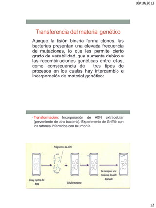 08/10/2013
12
Transferencia del material genético
Aunque la fisión binaria forma clones, las
bacterias presentan una elevada frecuencia
de mutaciones, lo que les permite cierto
grado de variabilidad, que aumenta debido a
las recombinaciones genéticas entre ellas,
como consecuencia de tres tipos de
procesos en los cuales hay intercambio e
incorporación de material genético:
• Transformación: Incorporación de ADN extracelular
(proveniente de otra bacteria). Experimento de Griffith con
los ratones infectados con neumonía.
 