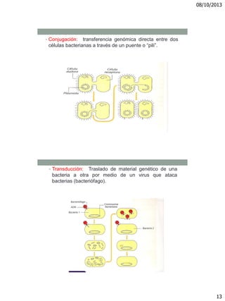 08/10/2013
13
• Conjugación: transferencia genómica directa entre dos
células bacterianas a través de un puente o “pili”.
• Transducción: Traslado de material genético de una
bacteria a otra por medio de un virus que ataca
bacterias (bacteriófago).
 