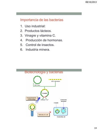 08/10/2013
14
Importancia de las bacterias
1. Uso industrial:
2. Productos lácteos.
3. Vinagre y vitamina C.
4. Producción de hormonas.
5. Control de insectos.
6. Industria minera.
Biotecnología y bacterias
 