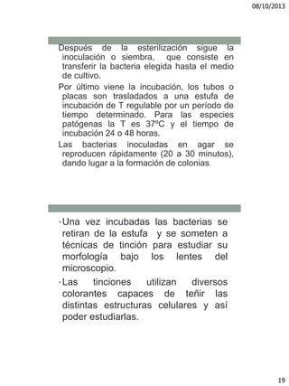 08/10/2013
19
Después de la esterilización sigue la
inoculación o siembra, que consiste en
transferir la bacteria elegida hasta el medio
de cultivo.
Por último viene la incubación, los tubos o
placas son trasladados a una estufa de
incubación de T regulable por un período de
tiempo determinado. Para las especies
patógenas la T es 37ºC y el tiempo de
incubación 24 o 48 horas.
Las bacterias inoculadas en agar se
reproducen rápidamente (20 a 30 minutos),
dando lugar a la formación de colonias.
•Una vez incubadas las bacterias se
retiran de la estufa y se someten a
técnicas de tinción para estudiar su
morfología bajo los lentes del
microscopio.
•Las tinciones utilizan diversos
colorantes capaces de teñir las
distintas estructuras celulares y así
poder estudiarlas.
 