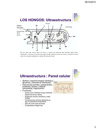 08/10/2013
3
LOS HONGOS: Ultraestructura
PARED
CELULAR
M.CITOPLASM
ATICA
SEPTO
NUCLEO
CITOPLASMA
Ultraestructura : Pared celular
 Quitina ( mayoría hongos) celulosa y
glucanos ( presente en levaduras)
 Estructuras amorfas ( polisacáridos,
proteínas, lípidos): material
cementante, organización.
 Funciones:
 Actúa como interfase hongo ambiente.
 Determina forma célula.
 Protección de lisis osmótica y meta
bolitos.
 Condiciona la nutrición absortiva ya
que no permite la endocitosis.
 Sitio de unión para enzimas.
 Propiedades antigénicas.
 