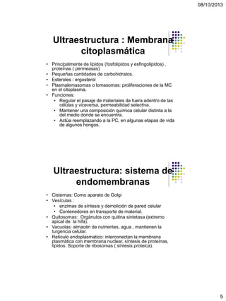 08/10/2013
5
Ultraestructura : Membrana
citoplasmática
• Principalmente de lípidos (fosfolipidos y esfingolipidos) ,
proteínas ( permeasas)
• Pequeñas cantidades de carbohidratos.
• Esteroles : ergosterol
• Plasmalemasomas o lomasomas: proliferaciones de la MC
en el citoplasma.
• Funciones:
• Regular el pasaje de materiales de fuera adentro de las
células y viceversa, permeabilidad selectiva.
• Mantener una composición química celular distinta a la
del medio donde se encuentra.
• Actúa reemplazando a la PC, en algunas etapas de vida
de algunos hongos.
Ultraestructura: sistema de
endomembranas
• Cisternas: Como aparato de Golgi
• Vesículas :
• enzimas de síntesis y demolición de pared celular
• Contenedores en transporte de material.
• Quitosomas: Orgánulos con quitina sintetasa (extremo
apical de la hifa).
• Vacuolas: almacén de nutrientes, agua , mantienen la
turgencia celular.
• Retículo endoplasmatico: interconectan la membrana
plasmática con membrana nuclear, síntesis de proteínas,
lípidos. Soporte de ribosomas ( síntesis proteica).
 