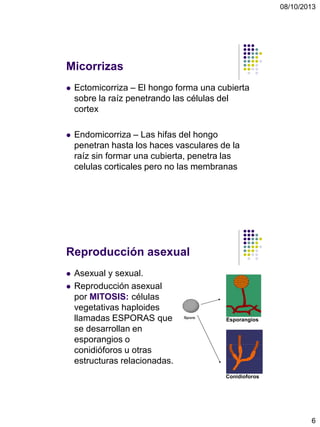 08/10/2013
6
Micorrizas
 Ectomicorriza – El hongo forma una cubierta
sobre la raíz penetrando las células del
cortex
 Endomicorriza – Las hifas del hongo
penetran hasta los haces vasculares de la
raíz sin formar una cubierta, penetra las
celulas corticales pero no las membranas
Reproducción asexual
 Asexual y sexual.
 Reproducción asexual
por MITOSIS: células
vegetativas haploides
llamadas ESPORAS que
se desarrollan en
esporangios o
conidióforos u otras
estructuras relacionadas.
Esporangios
Conidioforos
 