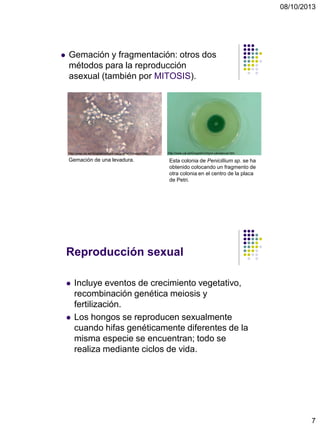 08/10/2013
7
 Gemación y fragmentación: otros dos
métodos para la reproducción
asexual (también por MITOSIS).
Gemación de una levadura. Esta colonia de Penicillium sp. se ha
obtenido colocando un fragmento de
otra colonia en el centro de la placa
de Petri.
http://www.ual.es/GruposInv/myco-ual/asexual.htmhttp://www.ual.es/GruposInv/myco-ual/galeria11/image2.htm
Reproducción sexual
 Incluye eventos de crecimiento vegetativo,
recombinación genética meiosis y
fertilización.
 Los hongos se reproducen sexualmente
cuando hifas genéticamente diferentes de la
misma especie se encuentran; todo se
realiza mediante ciclos de vida.
 