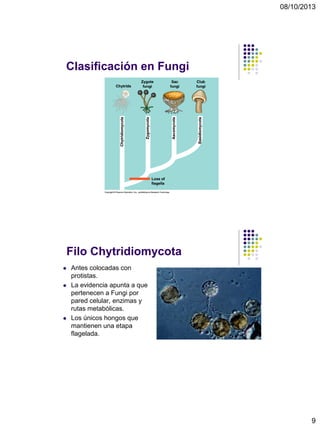 08/10/2013
9
Clasificación en Fungi
Filo Chytridiomycota
 Antes colocadas con
protistas.
 La evidencia apunta a que
pertenecen a Fungi por
pared celular, enzimas y
rutas metabólicas.
 Los únicos hongos que
mantienen una etapa
flagelada.
 