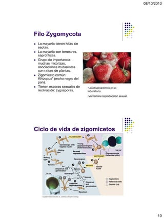 08/10/2013
10
Filo Zygomycota
 La mayoría tienen hifas sin
septas.
 La mayoría son terrestres,
saprofíticas.
 Grupo de importancia:
muchas micorizas,
asociaciones mutualistas
con raíces de plantas.
 Zigomiceto común:
Rhizopus* (moho negro del
pan).
 Tienen esporas sexuales de
reclinación: zygosporas.
•Lo observaremos en el
laboratorio.
•Ver lámina reproducción sexual.
Ciclo de vida de zigomicetos
 