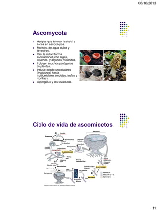 08/10/2013
11
Ascomycota
 Hongos que forman “sacos” o
ascas en ascocarpos.
 Marinos, de agua dulce y
terrestres.
 Casi la mitad forma
asociaciones con algas,
líquenes, y algunas micorizas.
 Incluyen muchos patógenos
de plantas.
 Incluye desde unicelulares
(levaduras) hasta
multicelulares (moldes, trufas y
morillas).
 Aspergillus y las levaduras.
Ciclo de vida de ascomicetos
 