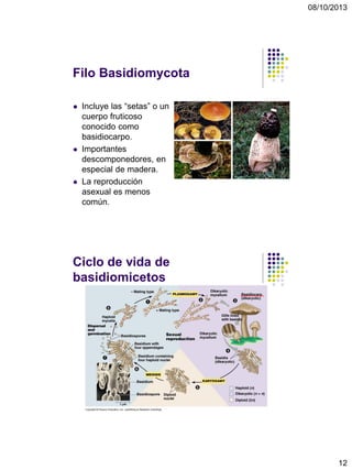 08/10/2013
12
Filo Basidiomycota
 Incluye las “setas” o un
cuerpo fruticoso
conocido como
basidiocarpo.
 Importantes
descomponedores, en
especial de madera.
 La reproducción
asexual es menos
común.
Ciclo de vida de
basidiomicetos
 